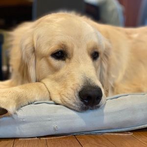 Meet your Posher, Barbara